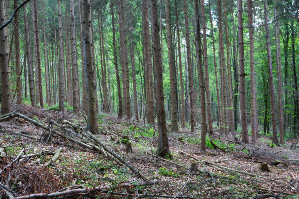 Fichtenforst_HolzackerO01F1179 Kopie
