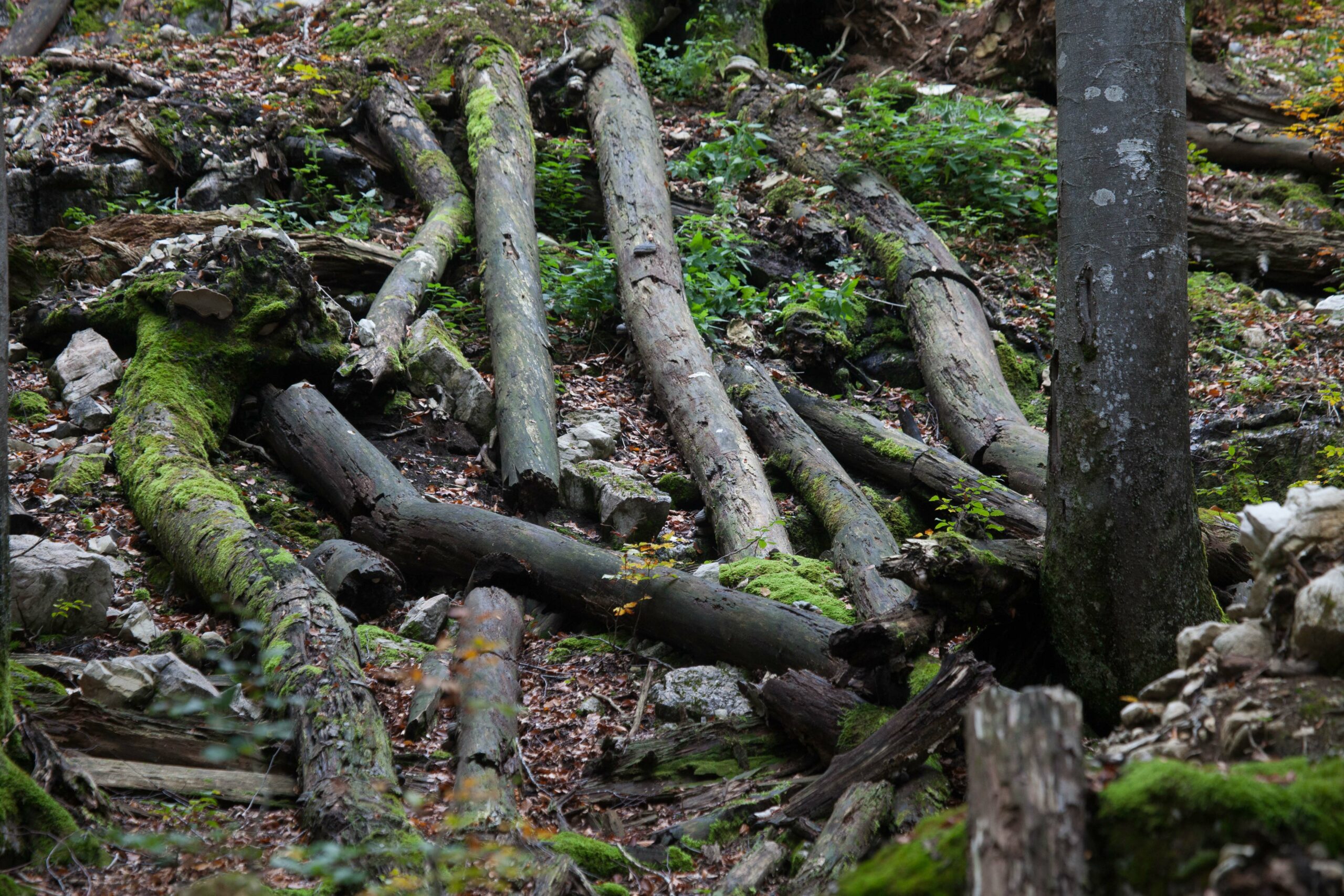 Dossier: Wald – wie geht es ihm wirklich?  Der Pragmaticus, 20. Okt. 2021