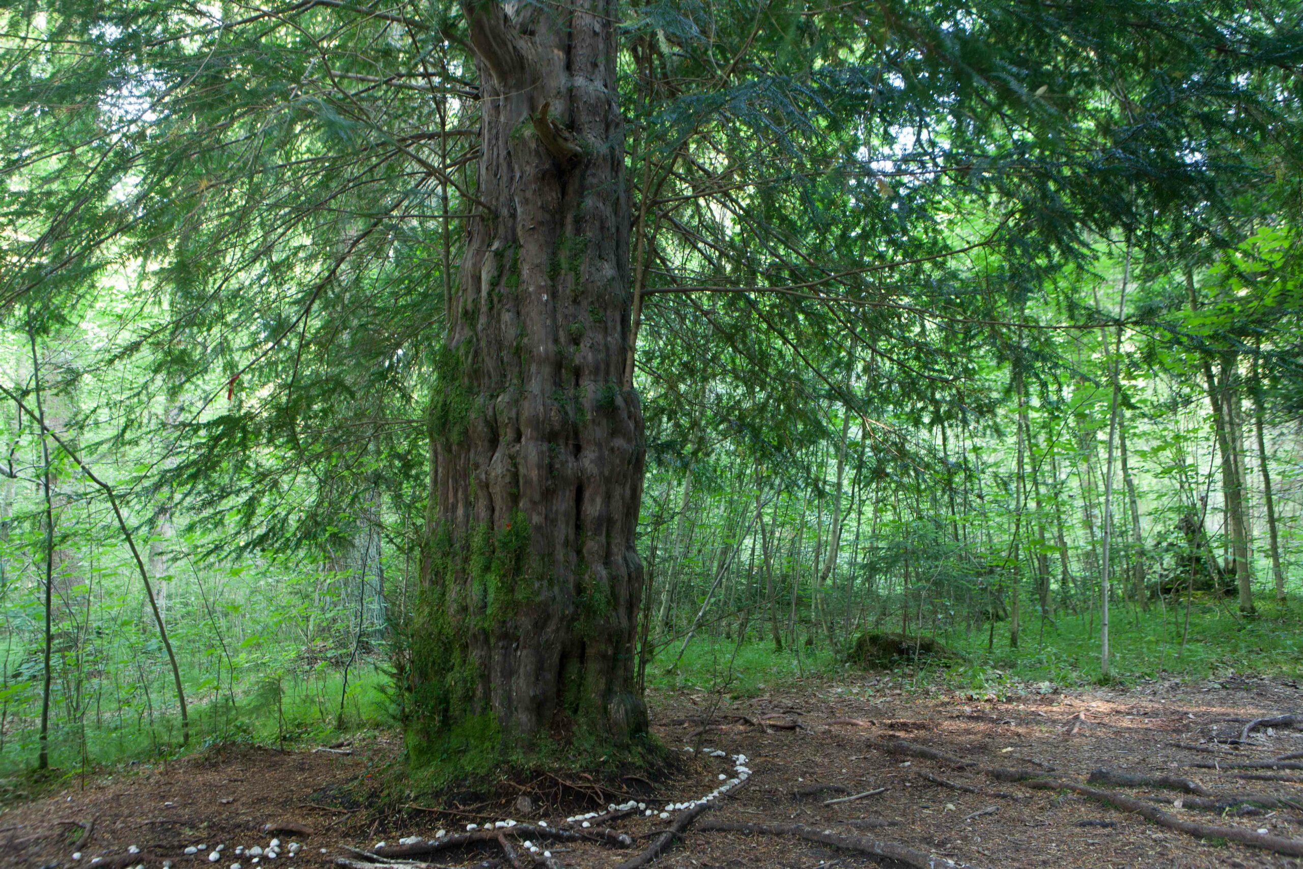 Vortrag  und Waldführungen Paterzell (D) – Wald-Mensch-Wirkung am 1.-3. April 2022