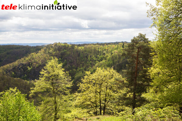 Stiftswald_Altenburg_O01F9622