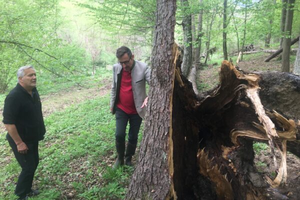 Wald Stift Altenburg c Haiden-Klee (13)